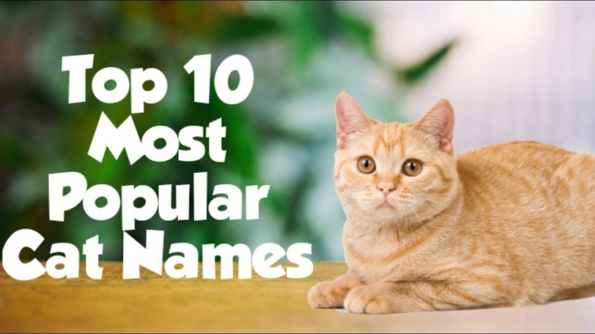 Decoding Feline Fame A Comprehensive Guide to Popular Cat Names