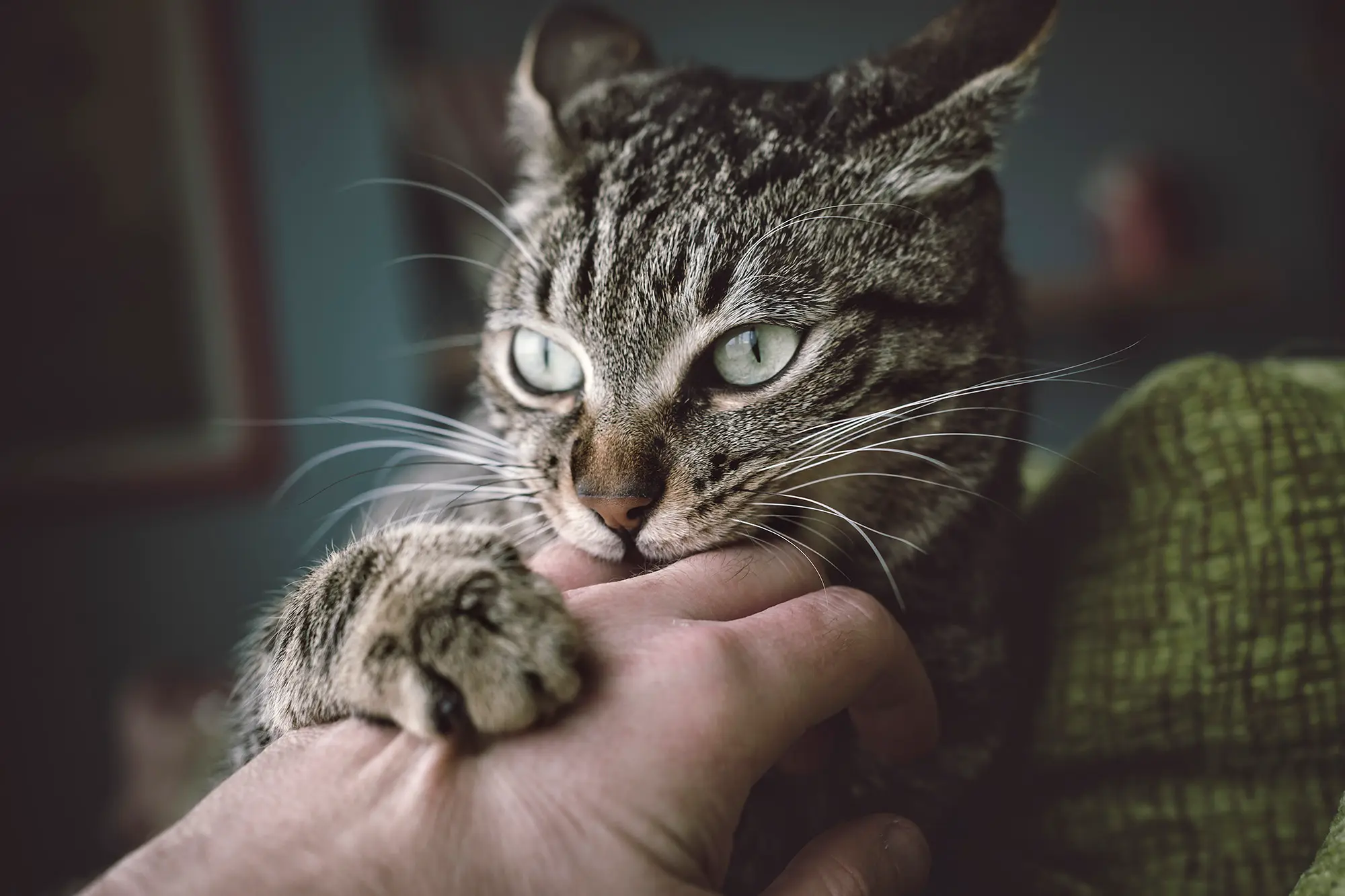 Adolescent Cats: What To Expect & What You Can Do - petflair.co