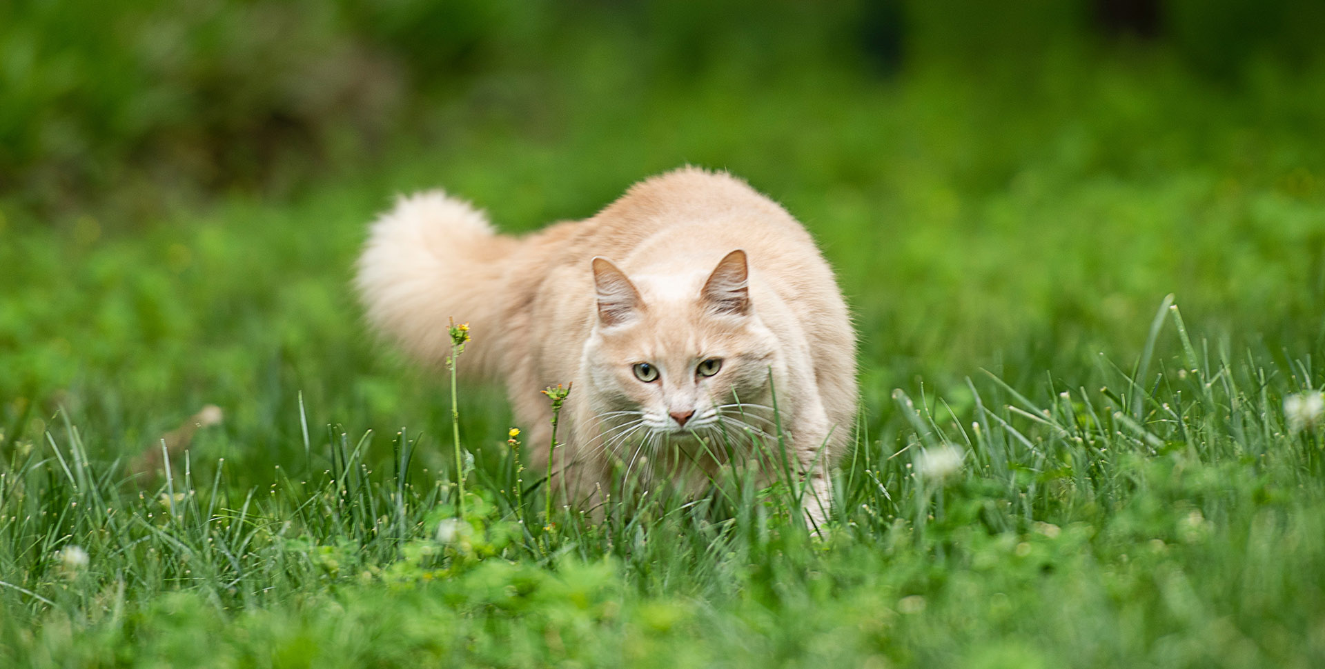 5 Plants Your Cat 2