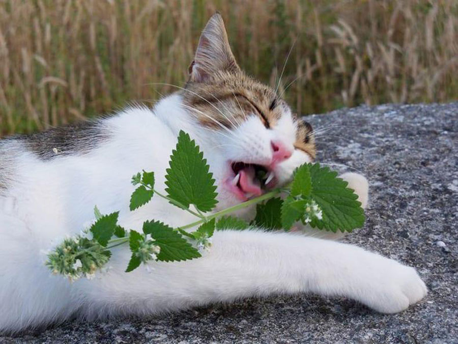 5 Plants Your Cat 3