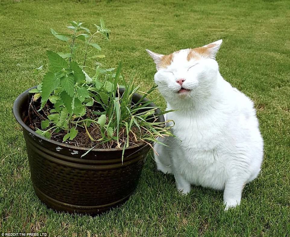 5 Plants Your Cat 4