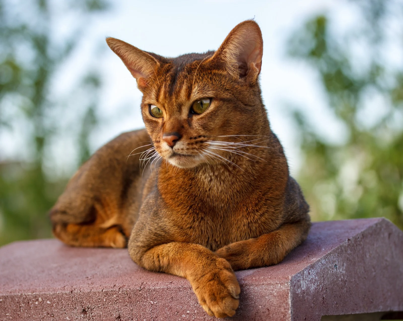 Abyssinian Cat 1