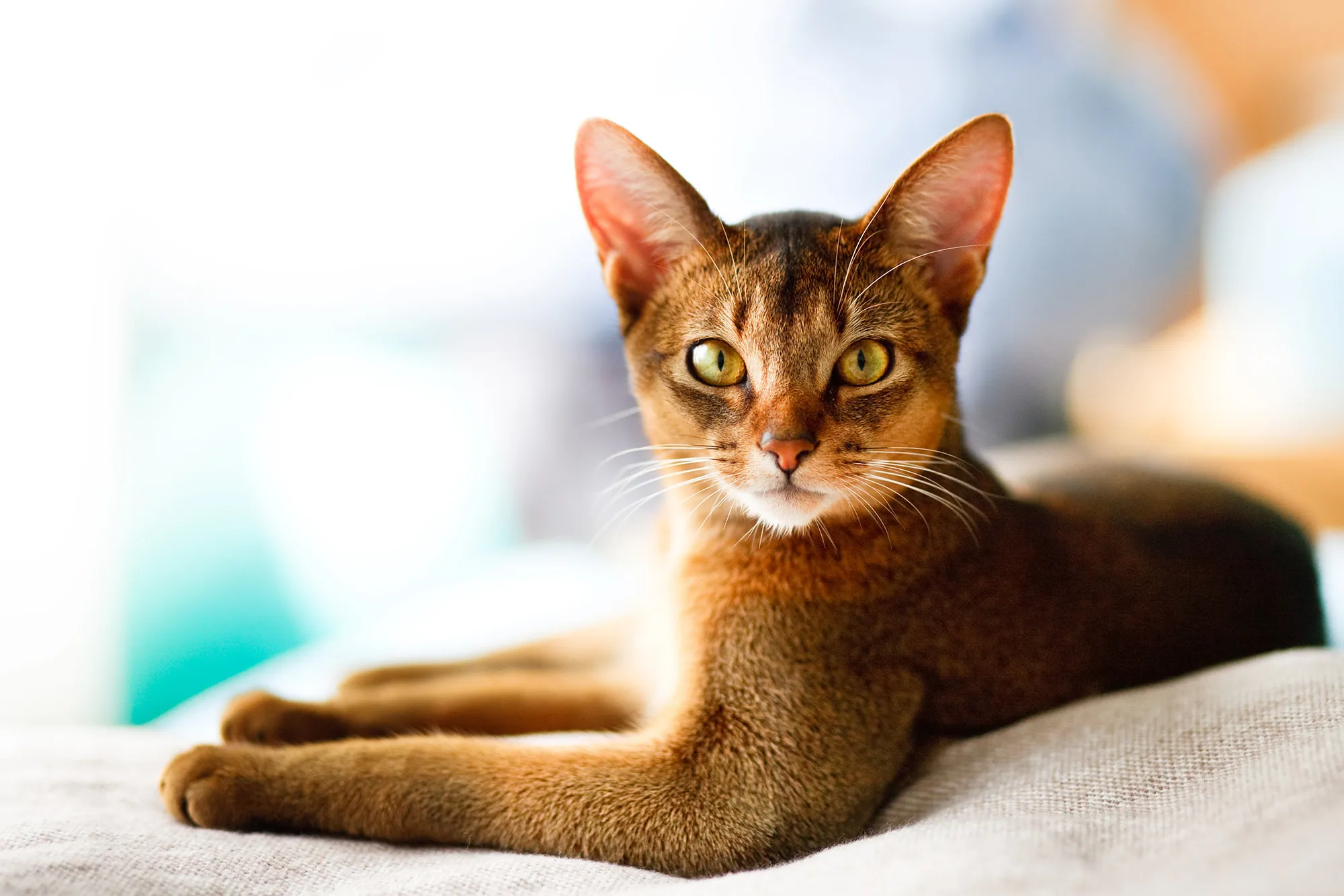 Abyssinian Cat 2