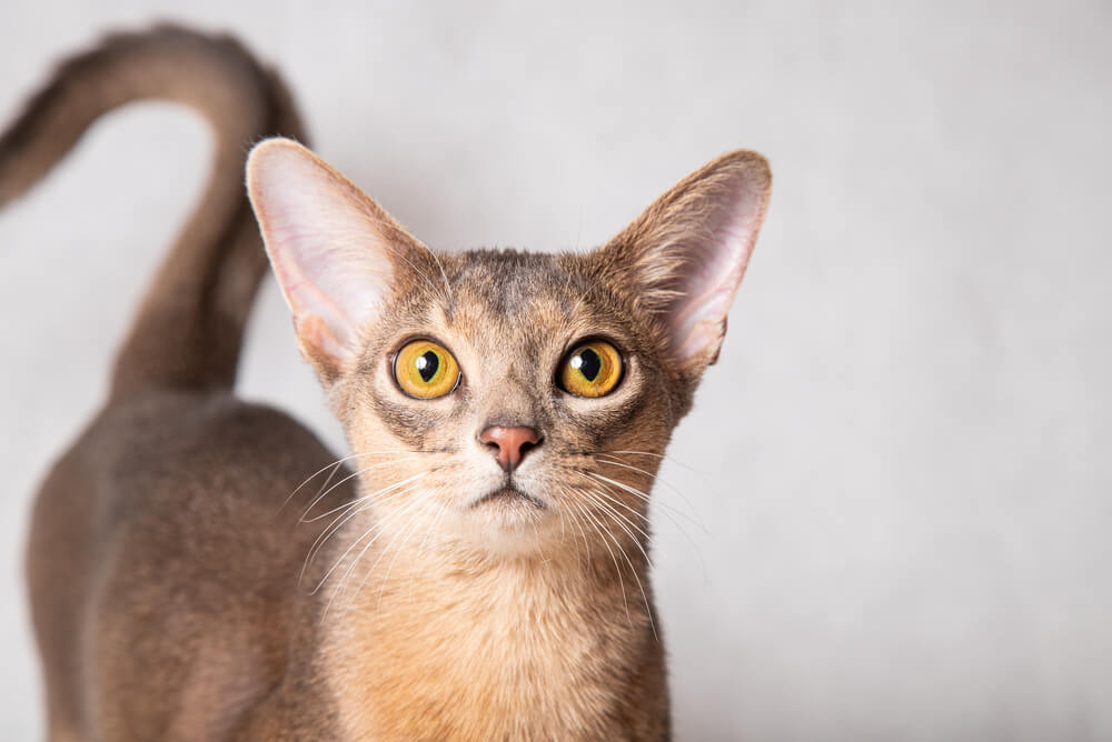 Abyssinian Cat 3