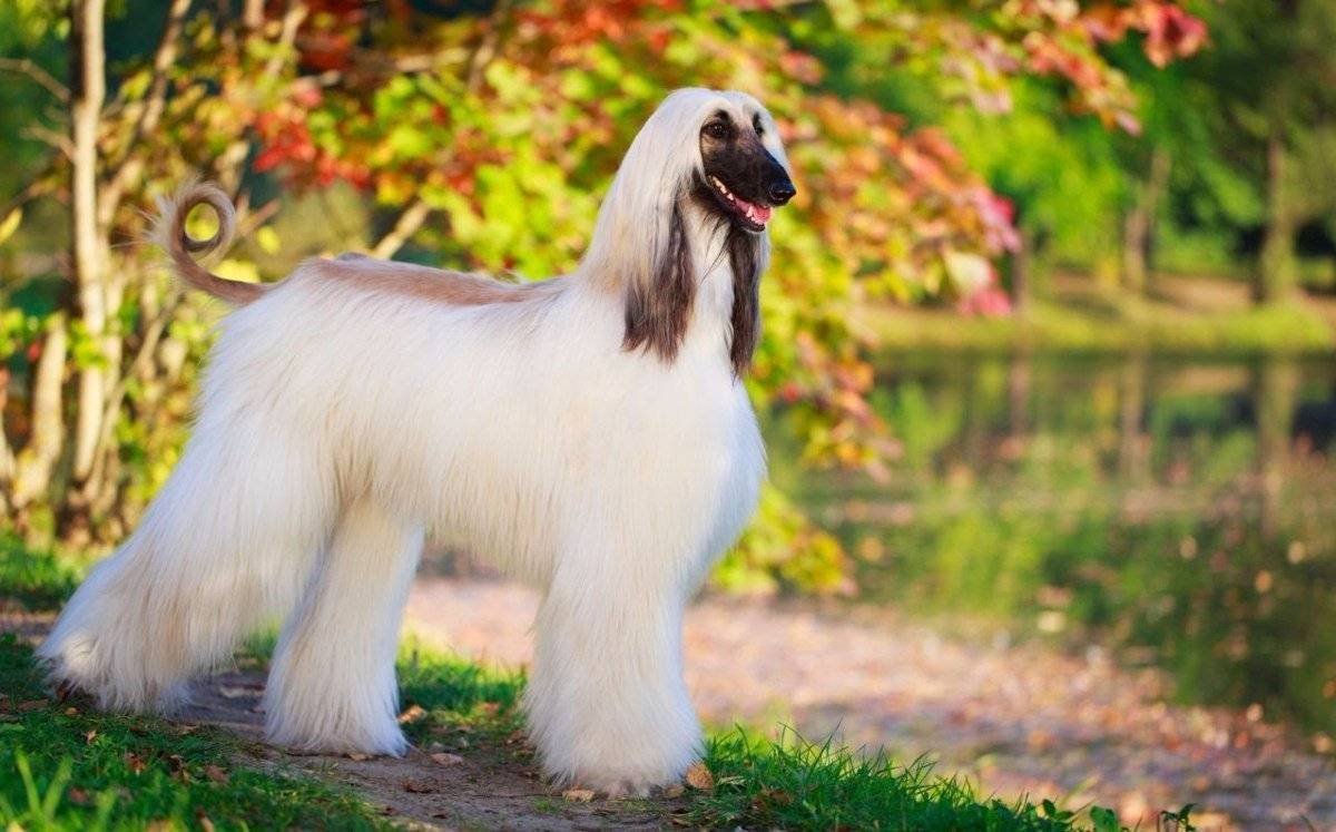 Afghan Hound Dog 2