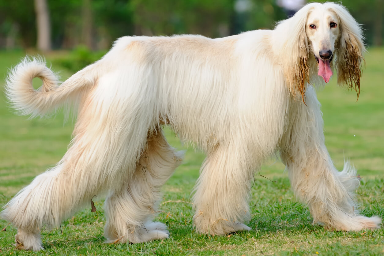 Afghan Hound Dog 3