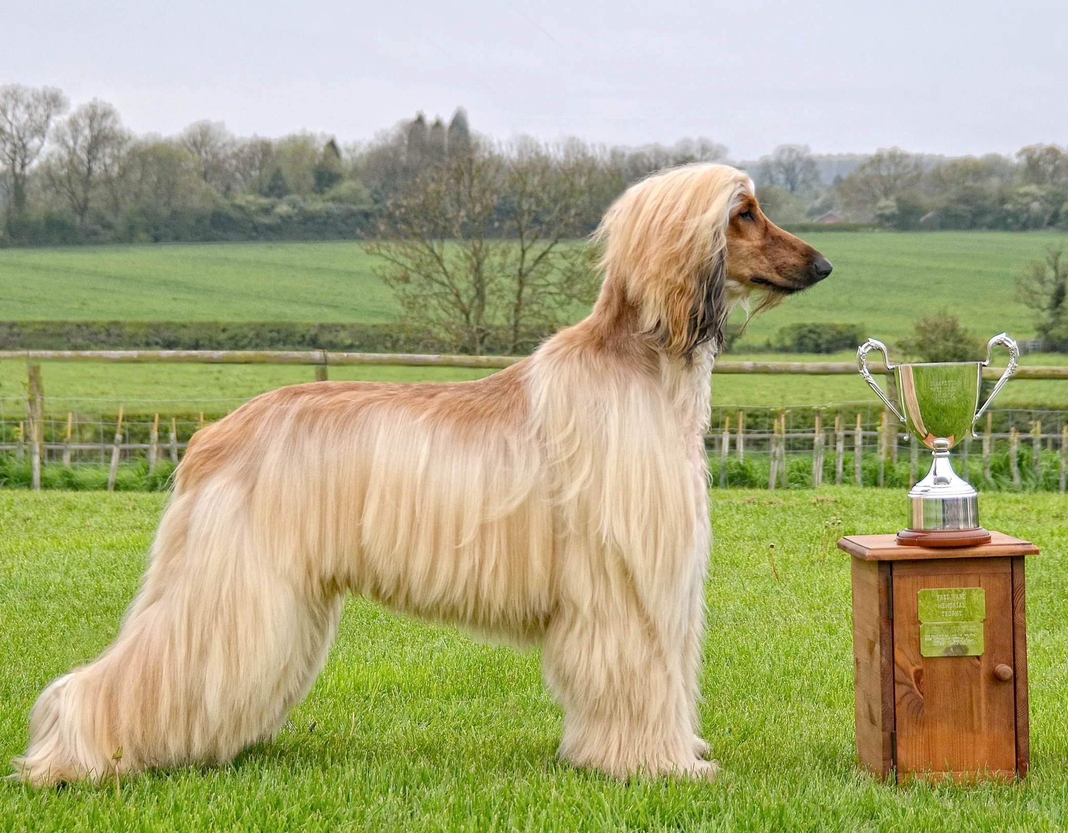 Afghan Hound Dog 4