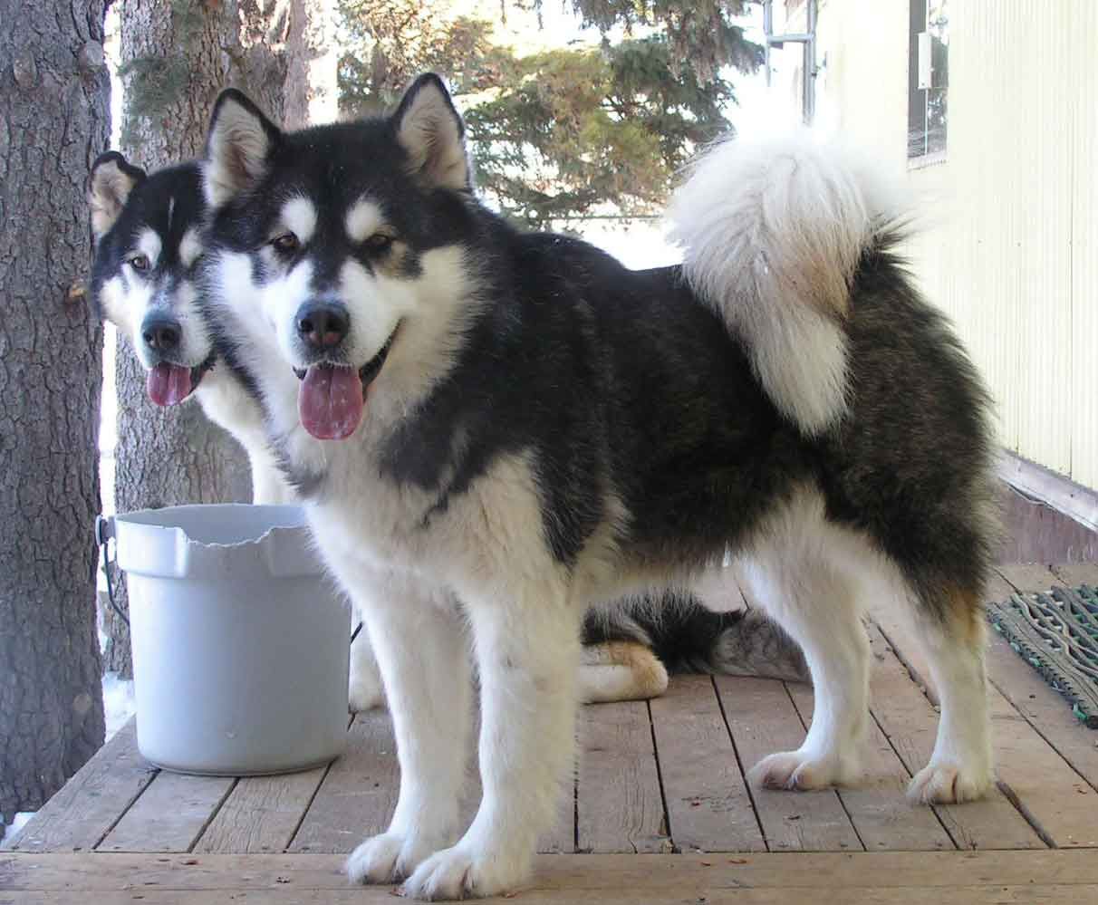 Alaskan Shepherd Dog 2