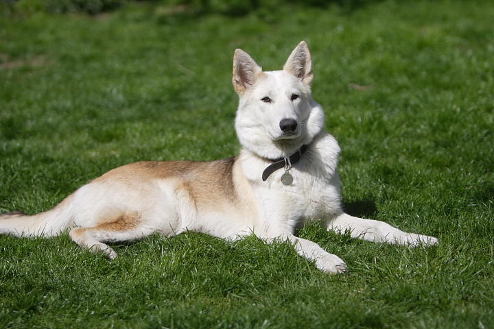 Alaskan Shepherd Dog 3