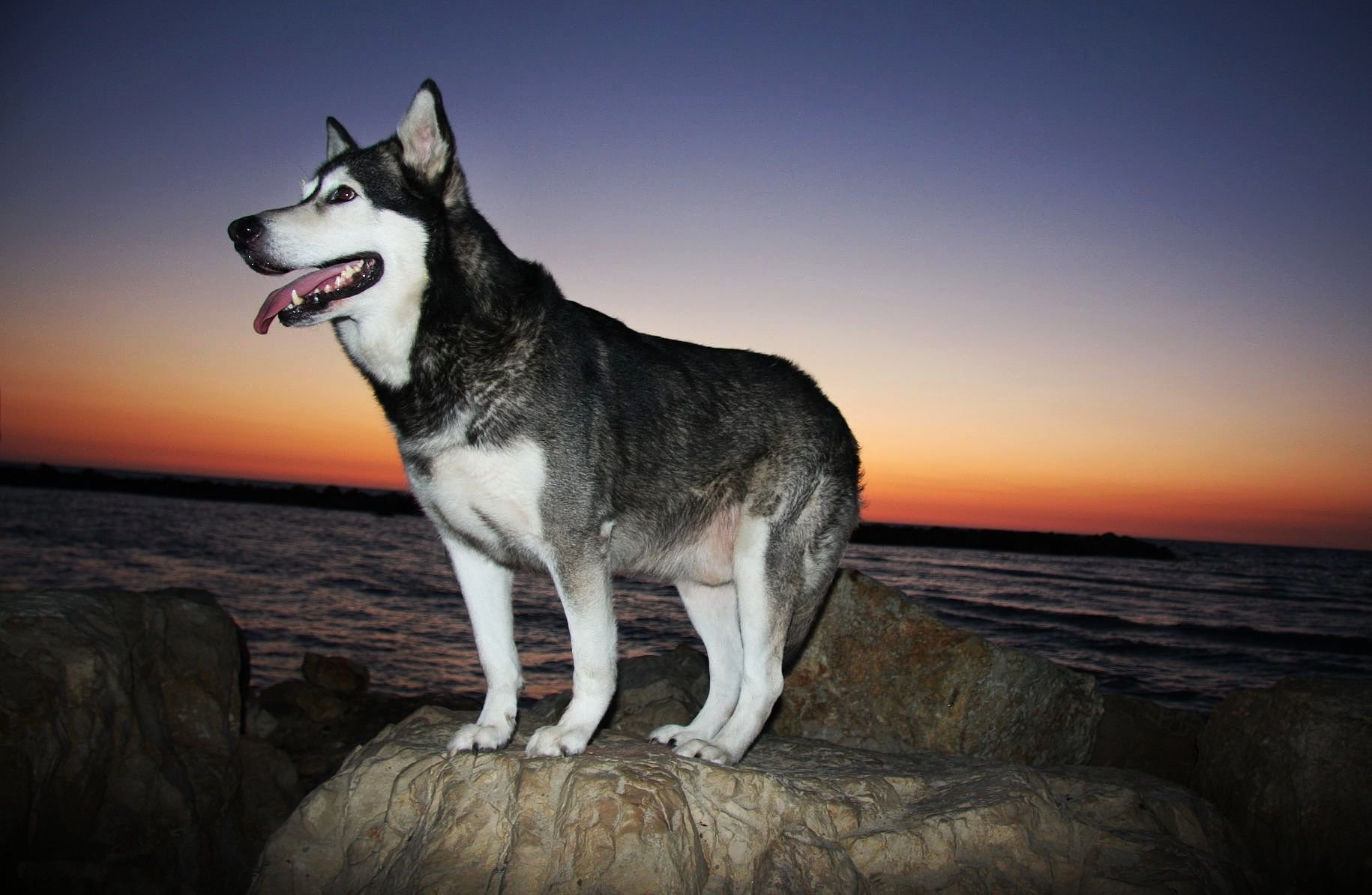 Alaskan Shepherd Dog 4