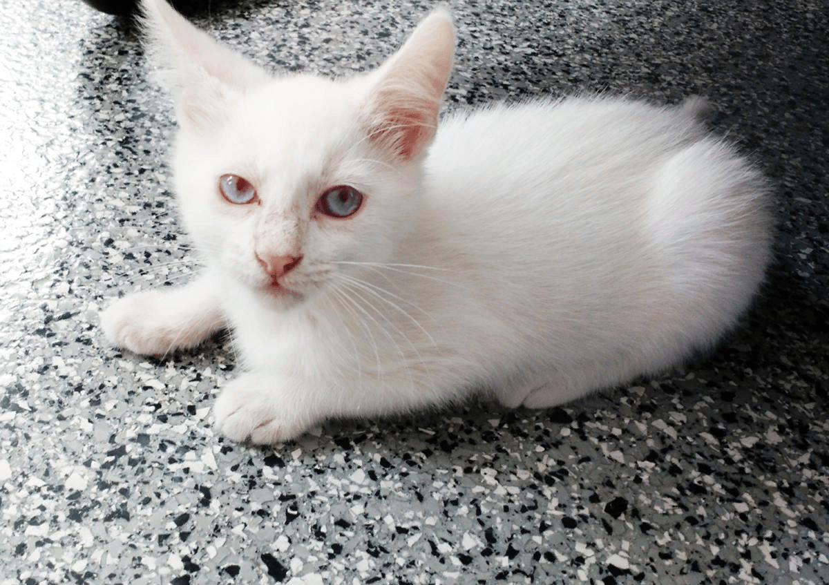 Albino Cats Are Not Just White Cats! Here's How To Tell Them Apart_1