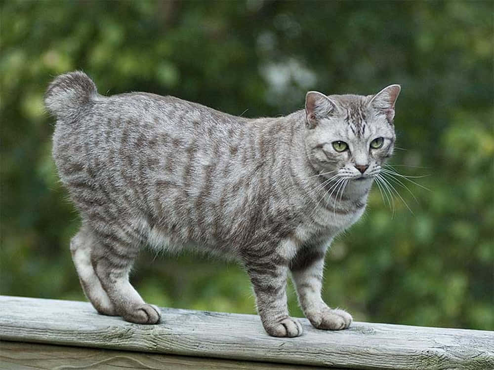 American Bobtail Cat 2