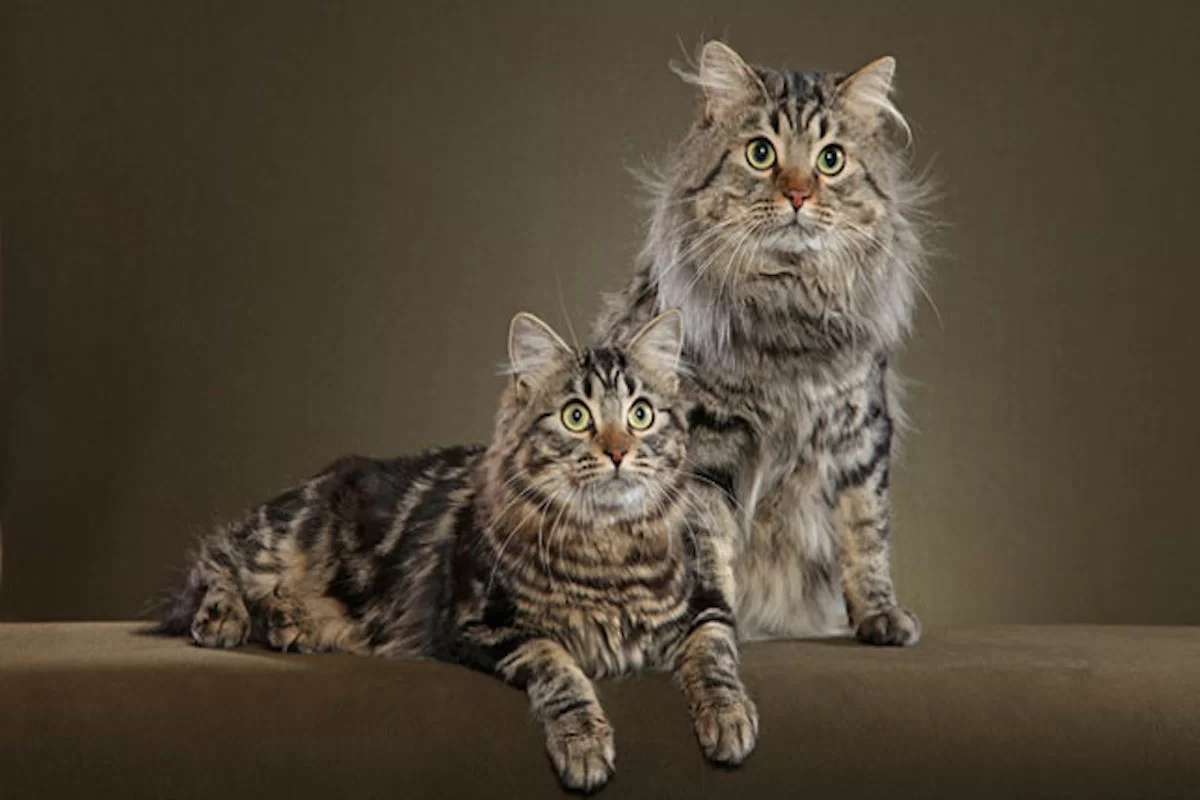 American Bobtail Cat 3