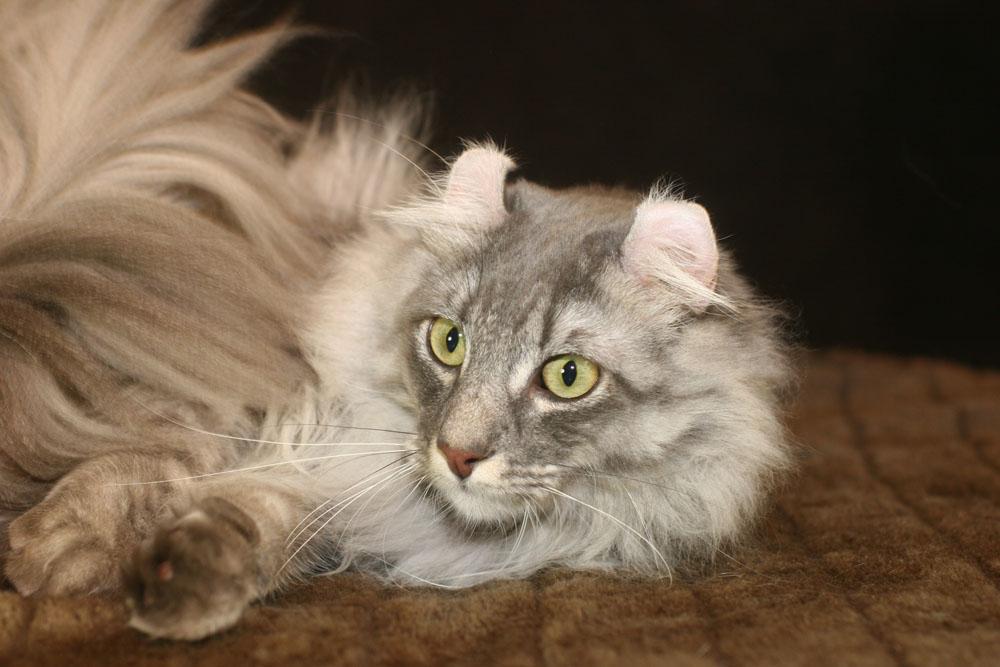 American Curl Cat 3