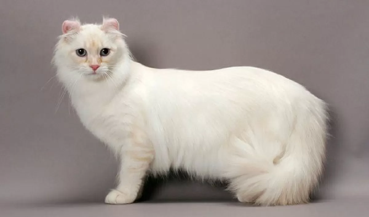 American Curl Cat 4