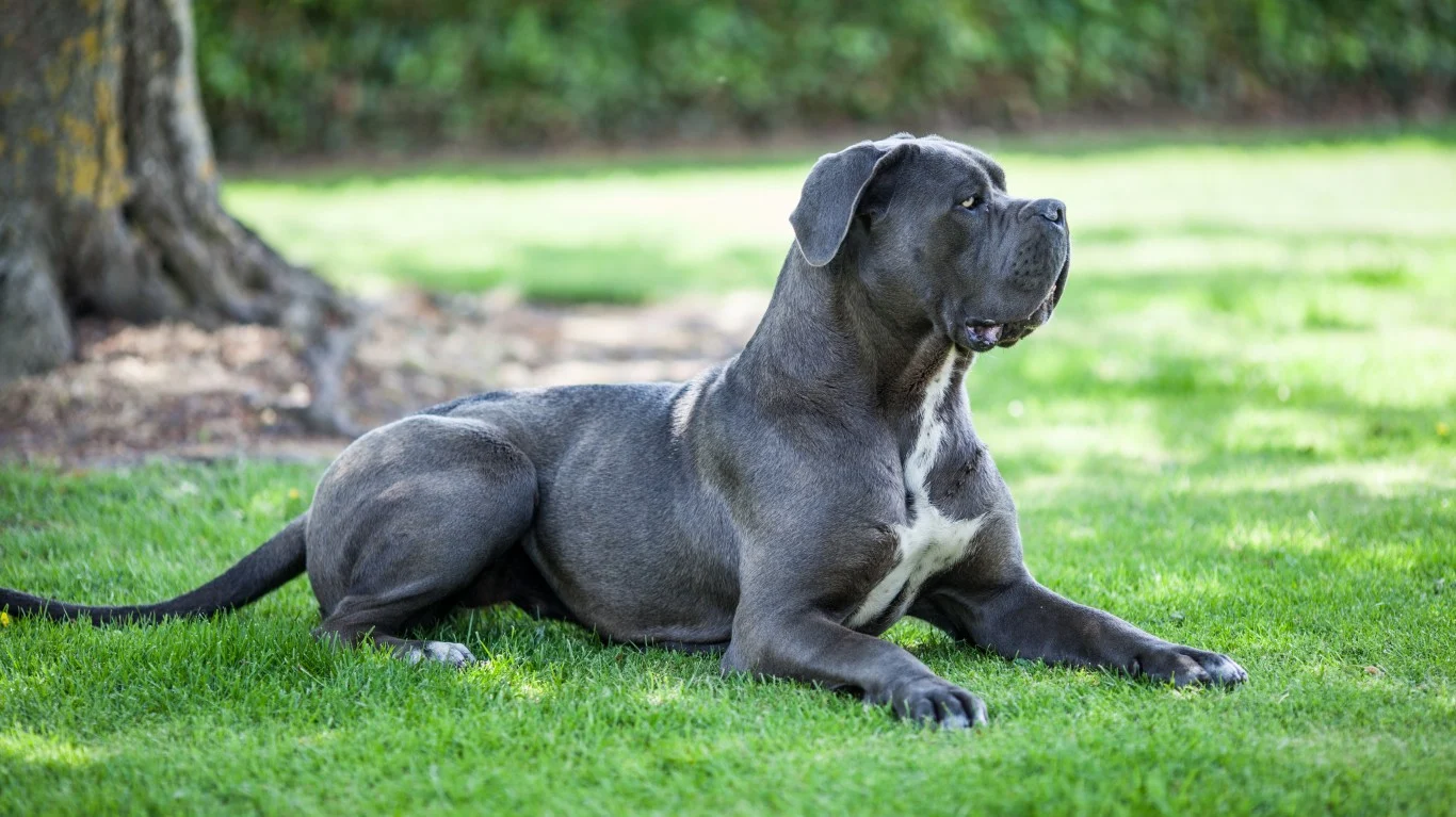 American Pit Corso Dog 1