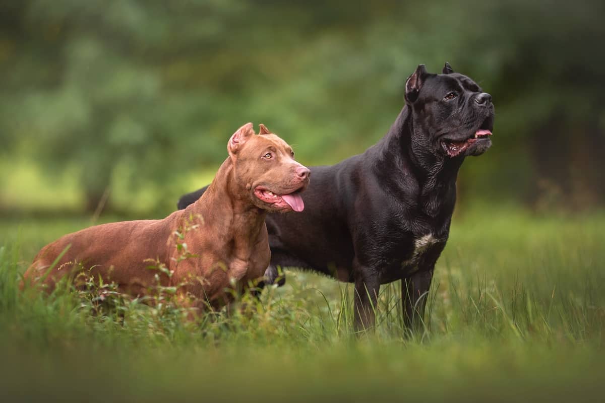 American Pit Corso Dog