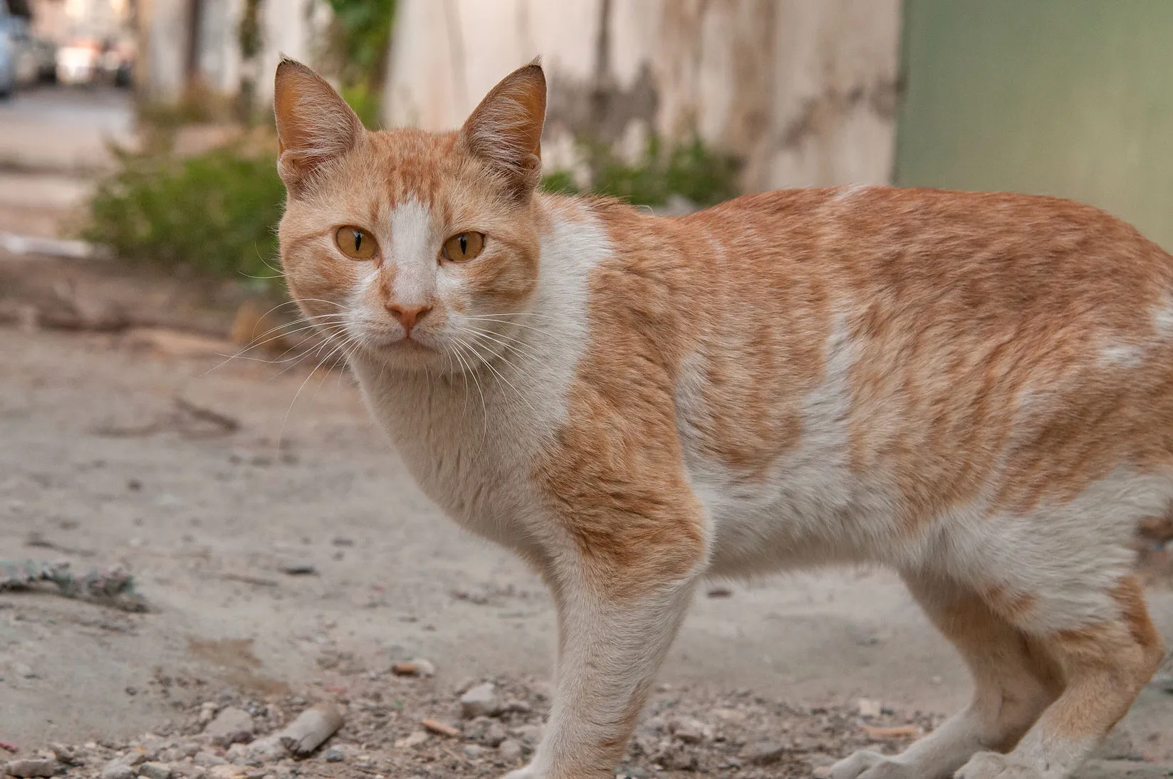 Arabian Mau Cat 1