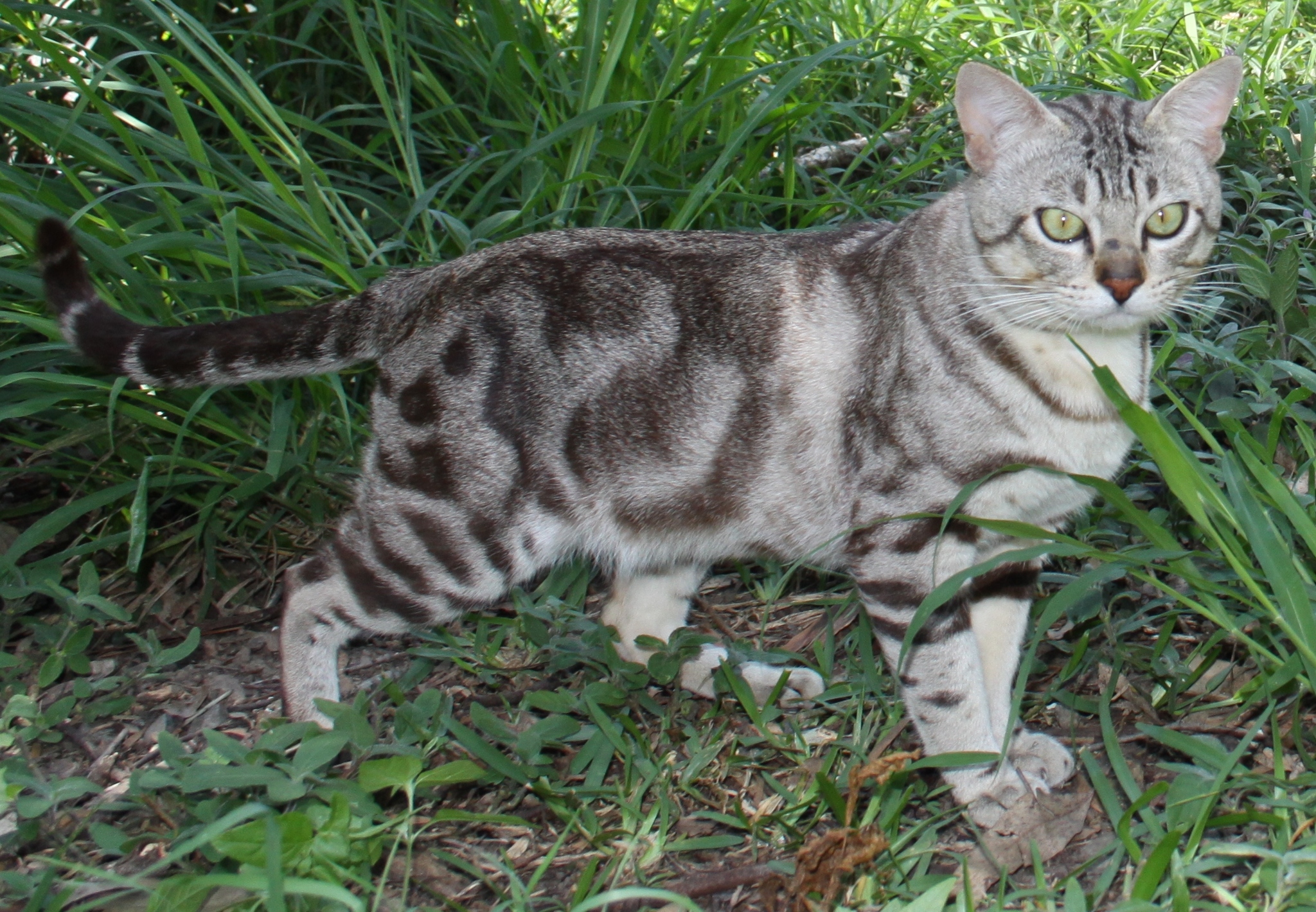 Australian Mist Cat Breed 2