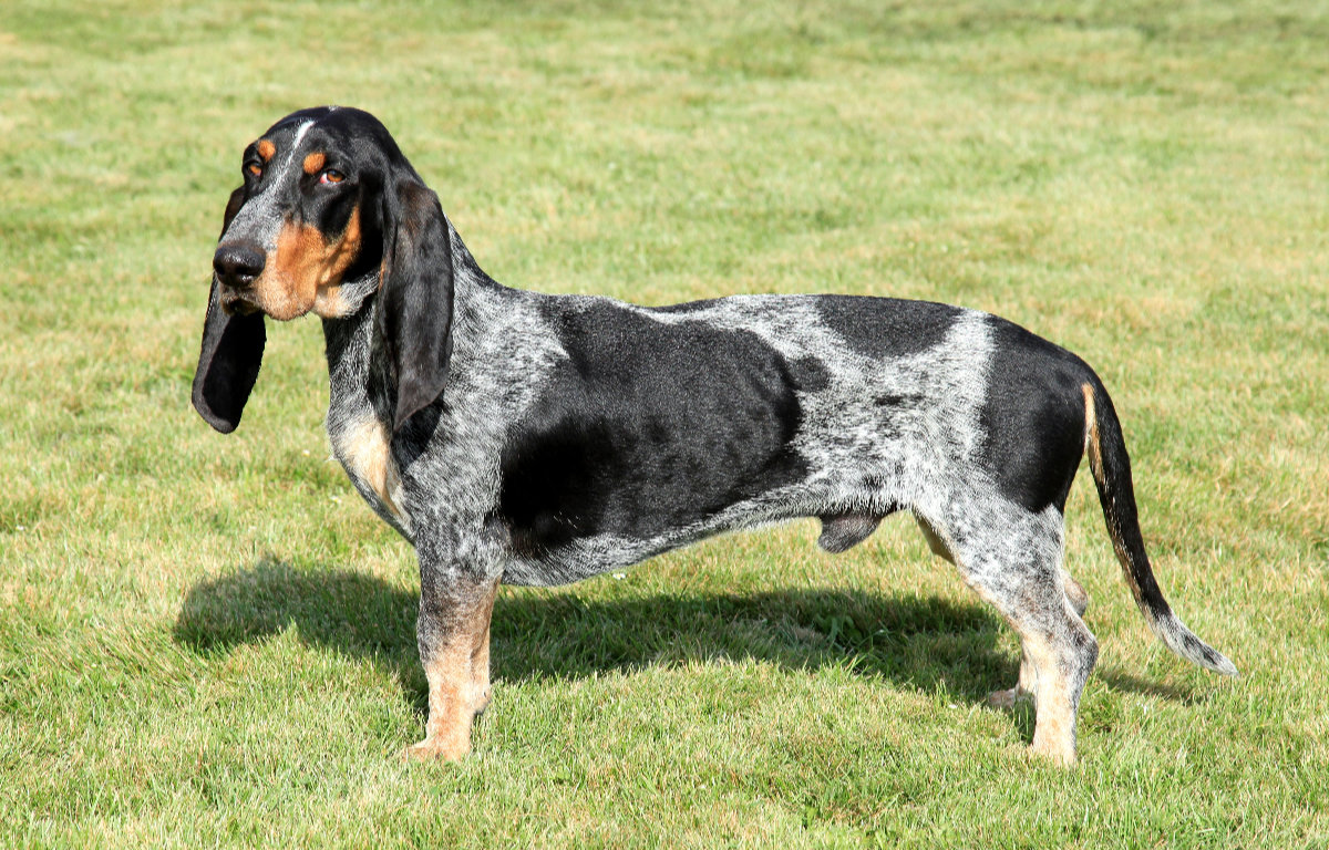 Basset Bleu De Gascogne Dog 1