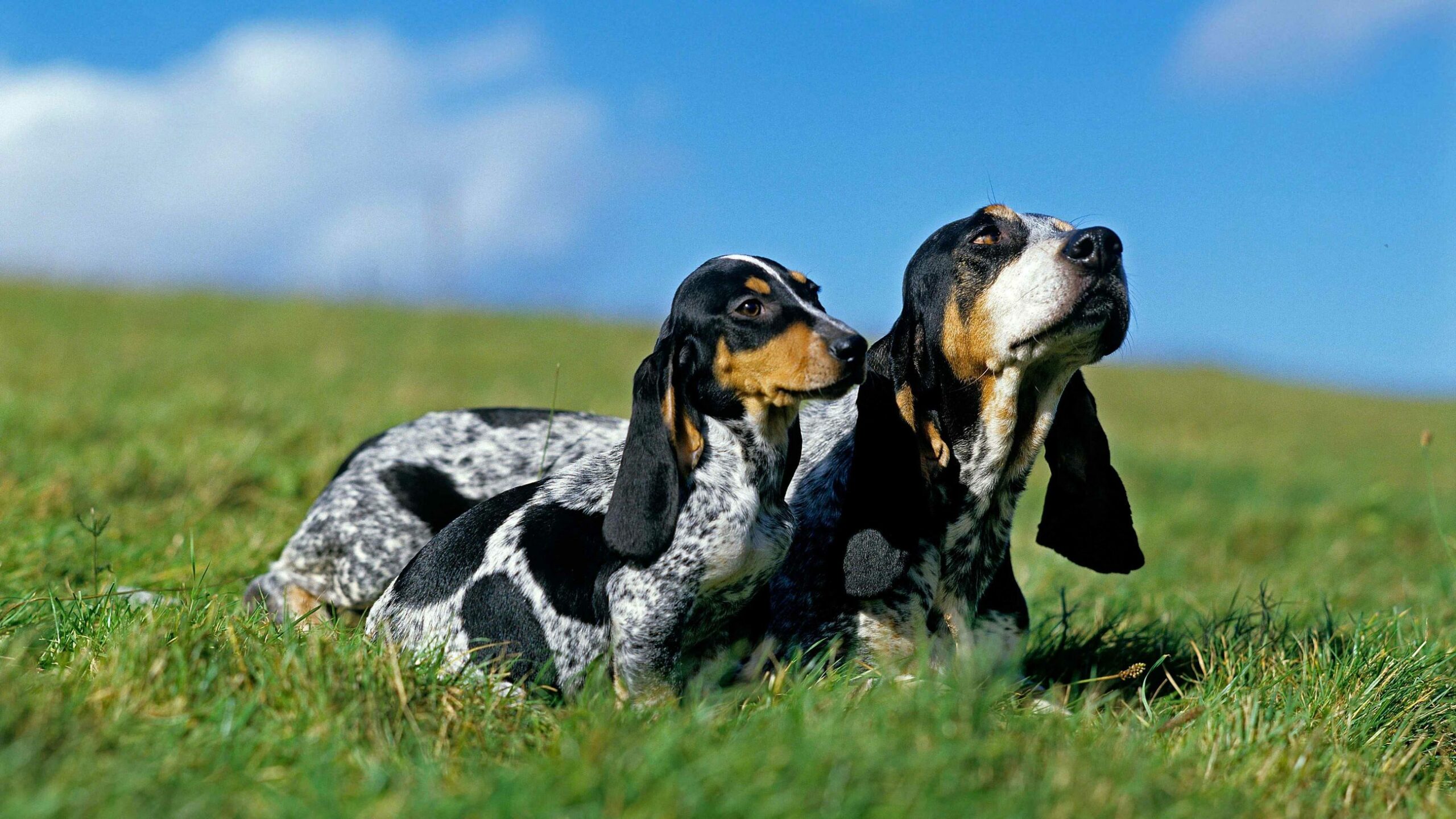 Basset Bleu De Gascogne Dog 2