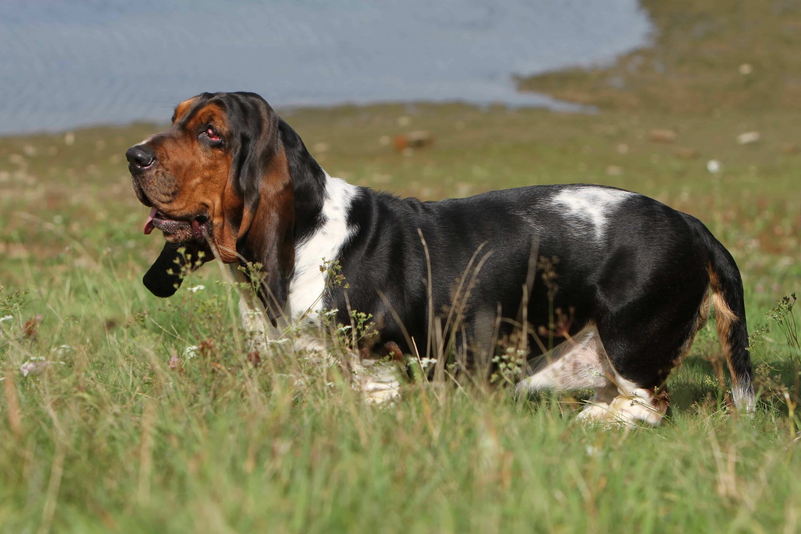 Basset Bleu De Gascogne Dog 3