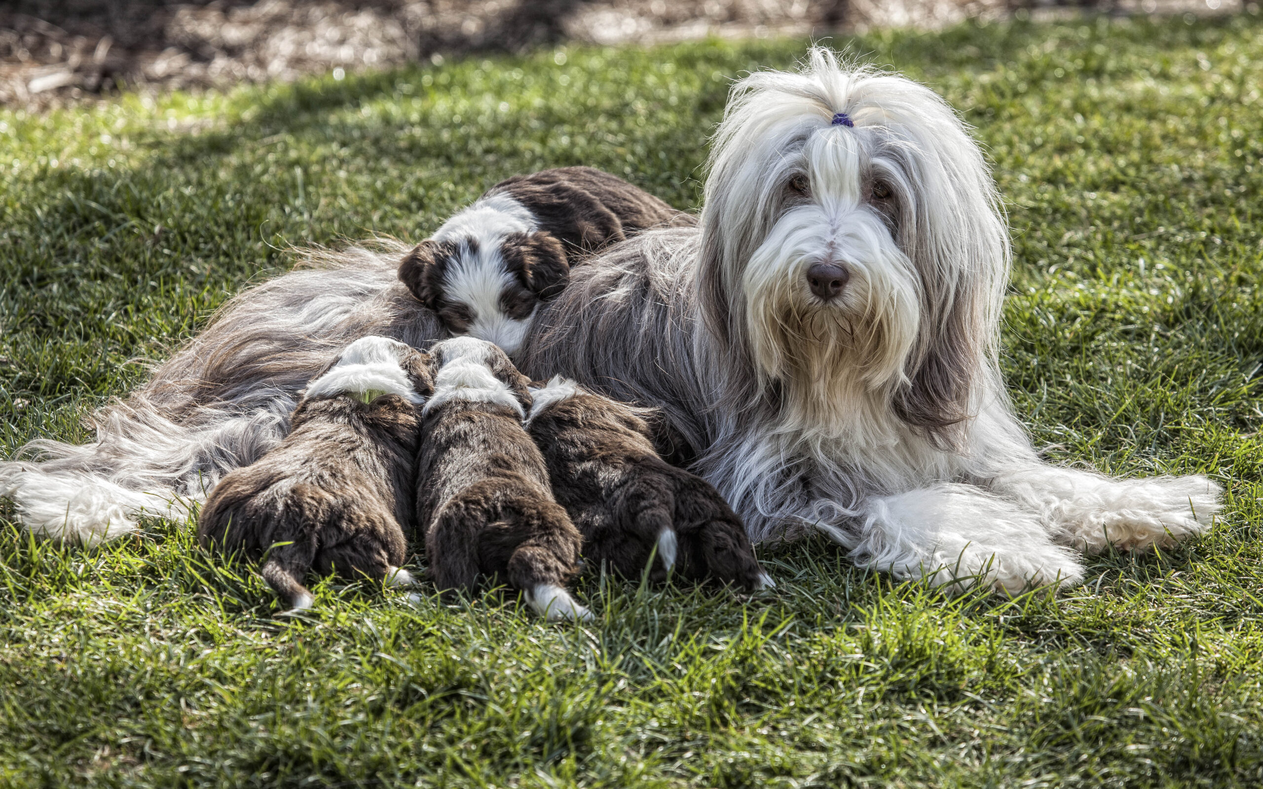 Bearded Collie Dog 2