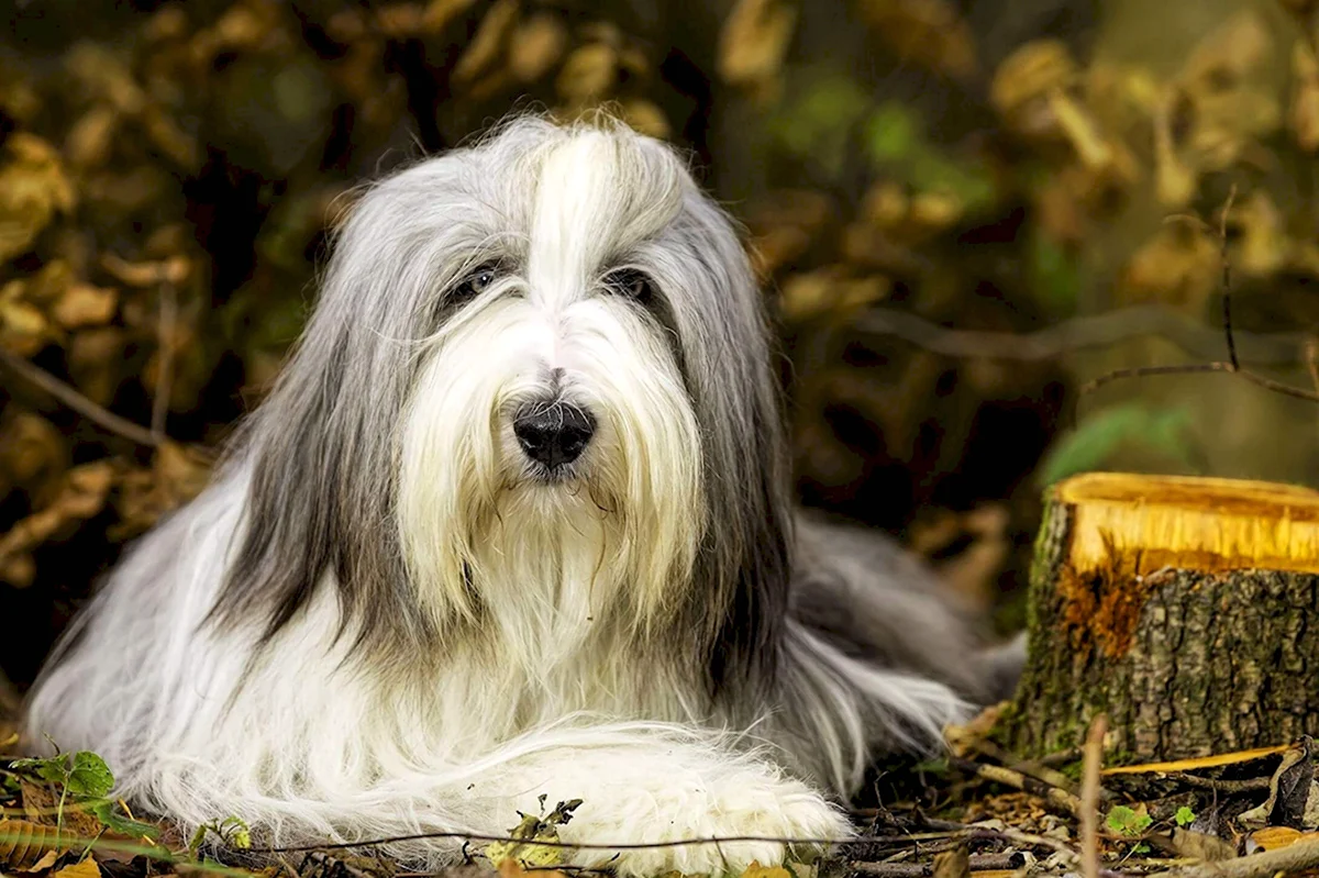 Bearded Collie Dog 4