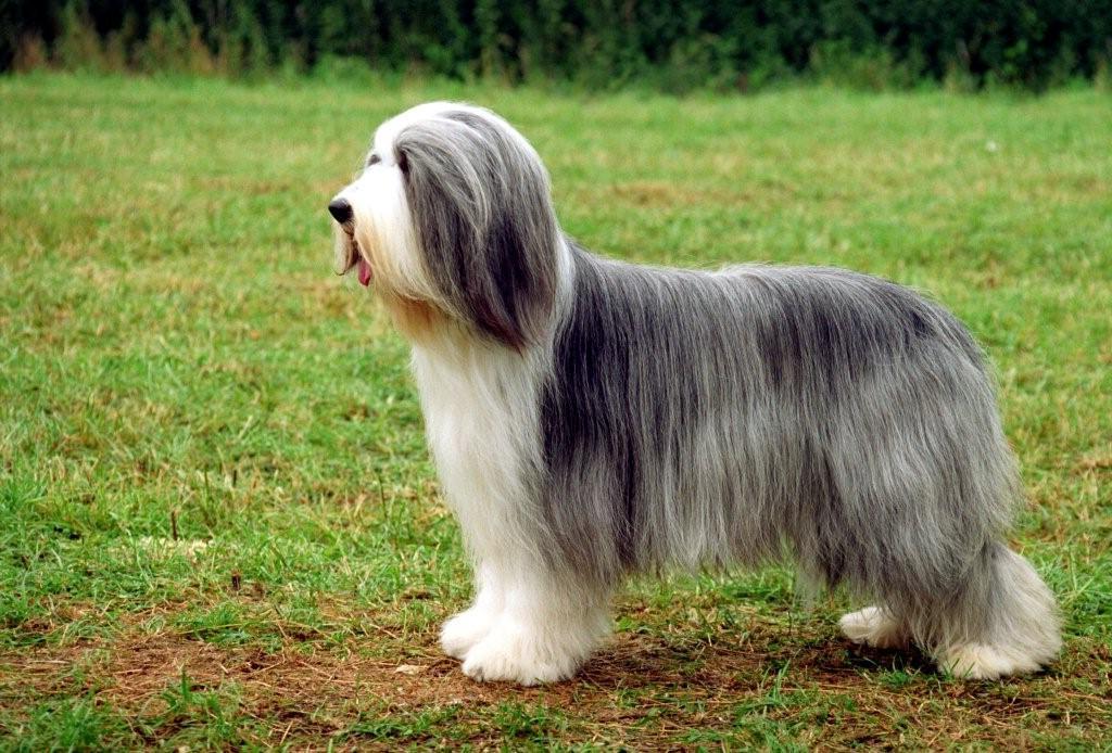 Bearded Collie Dog 5