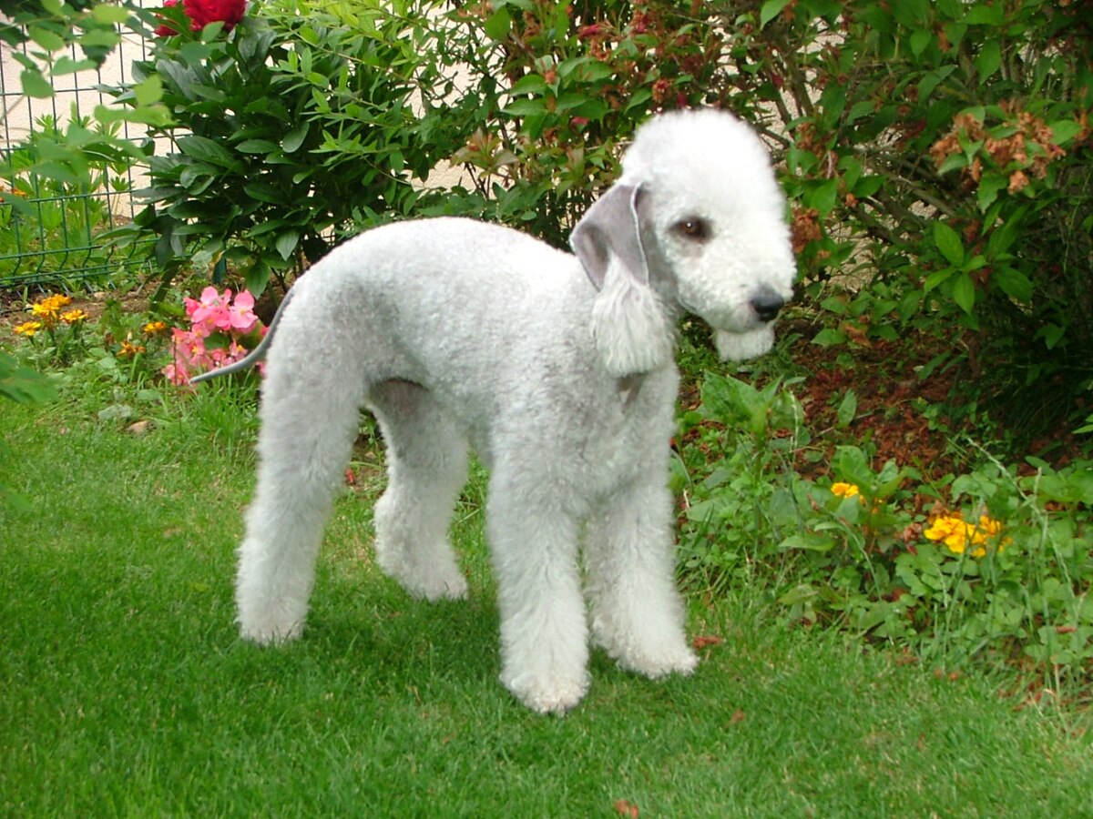 Bedlington Terrier_1