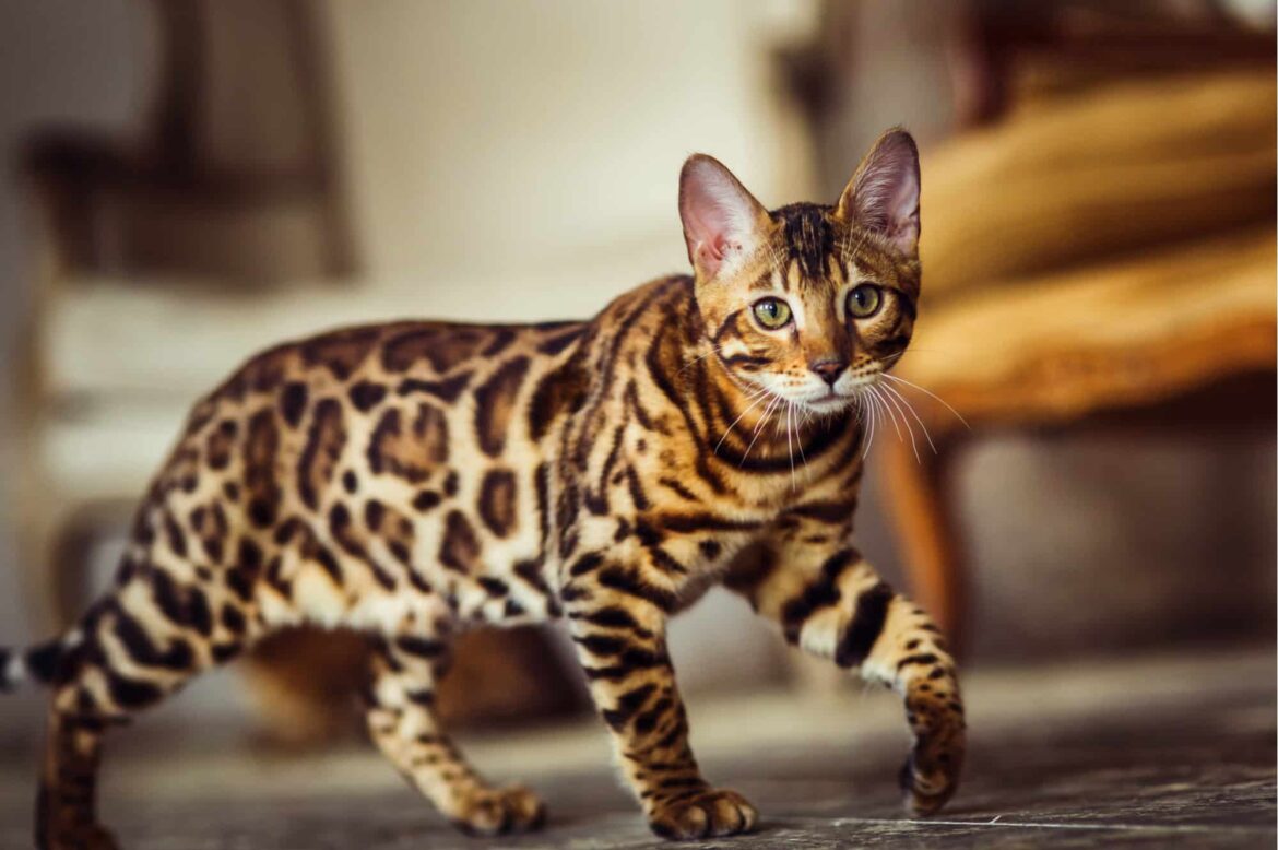 Bengal Cat Breed