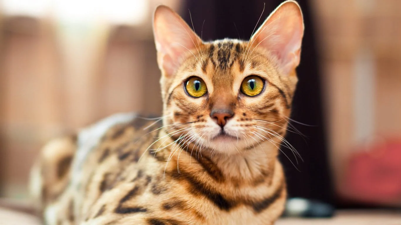 Bengal Cat Breed 2