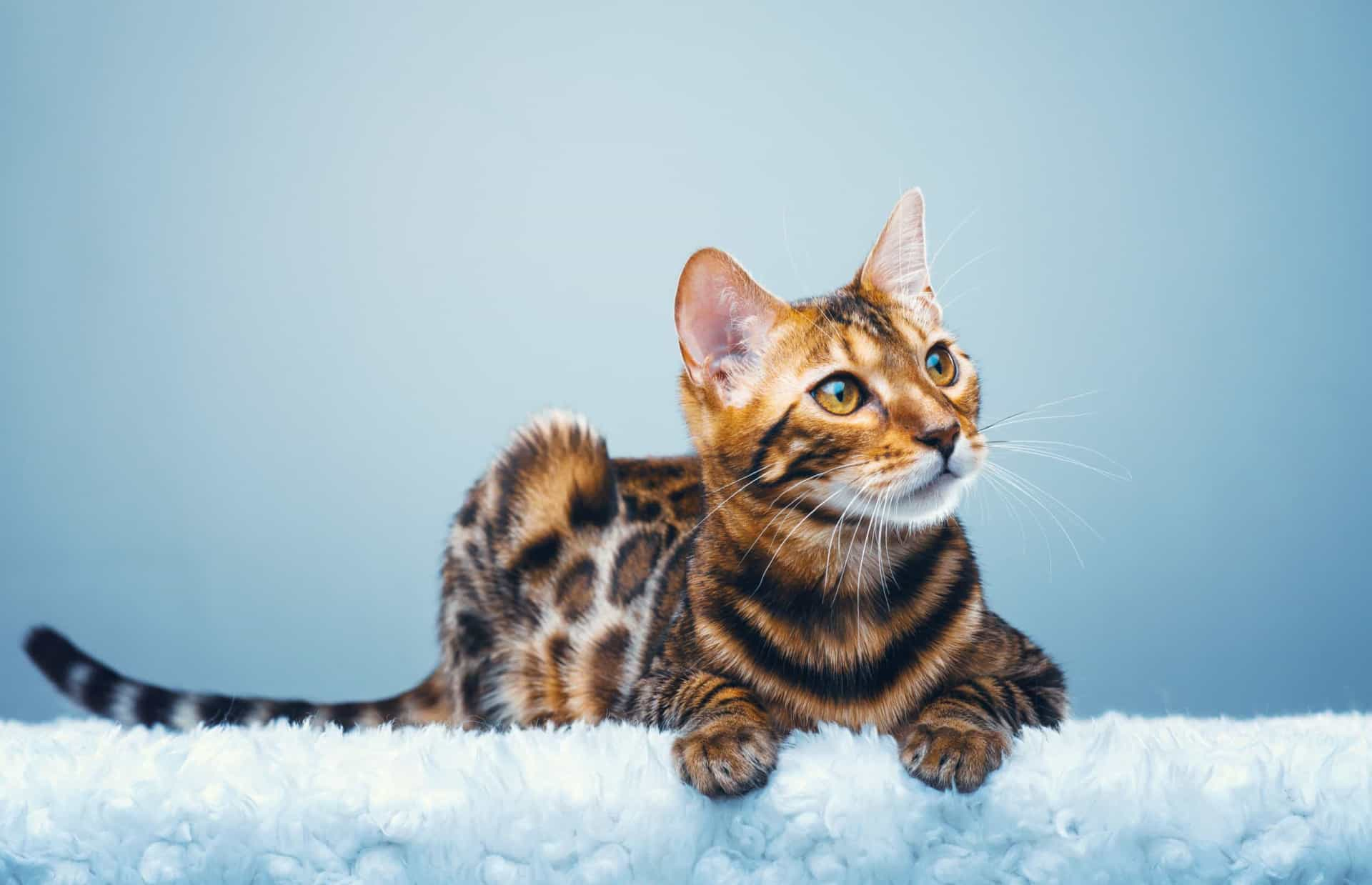 Bengal cat