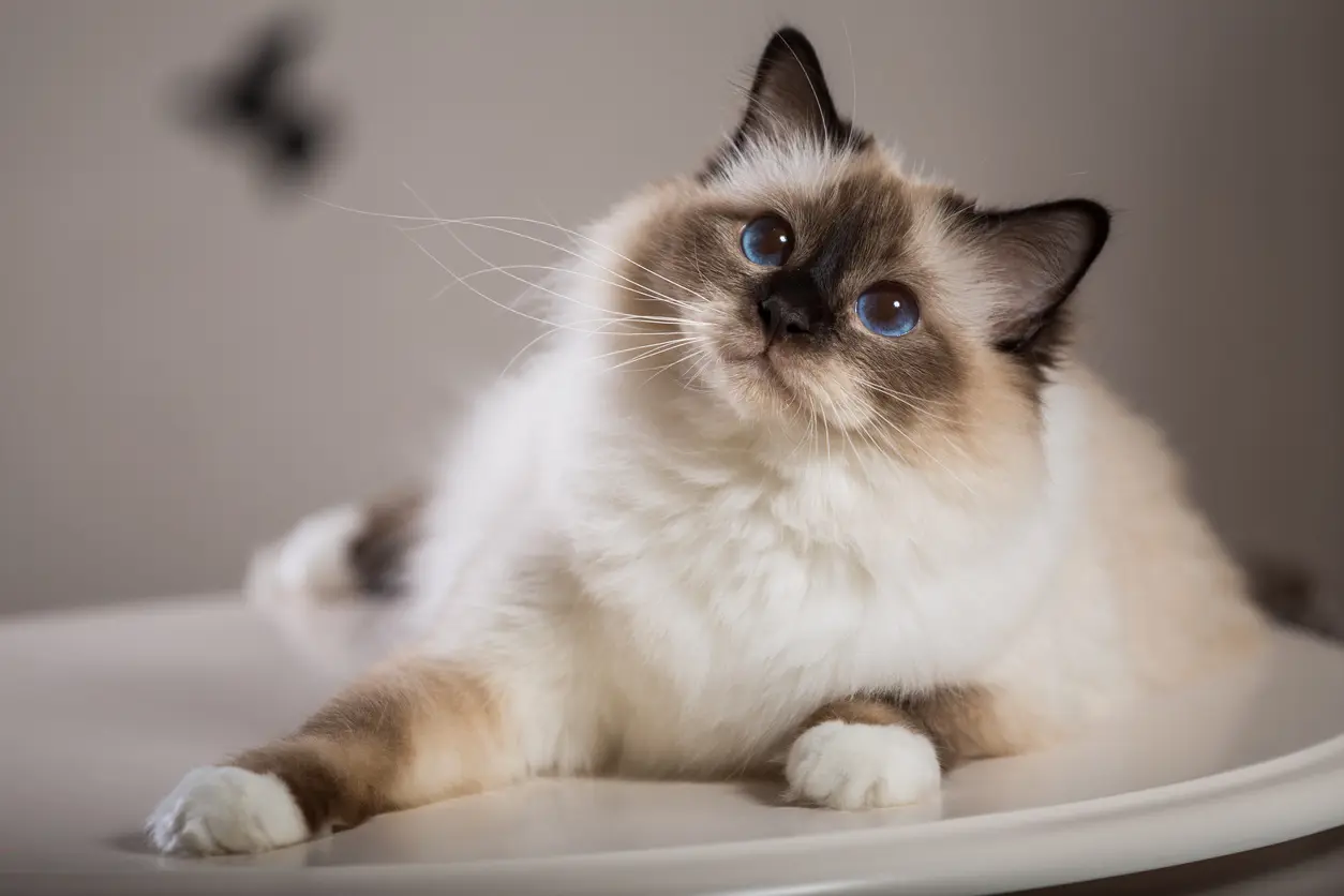 Birman Cat Breed 2