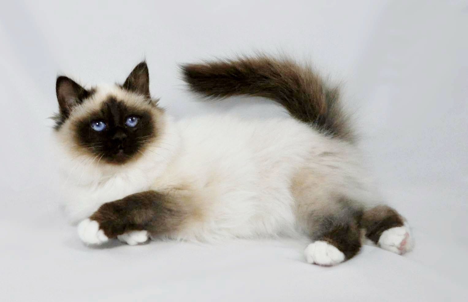 Birman Cat Breed 3