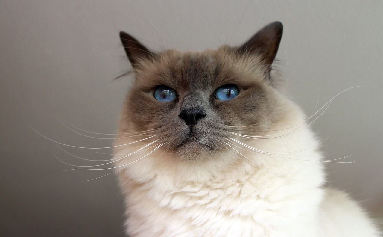 Birman Cat Breed