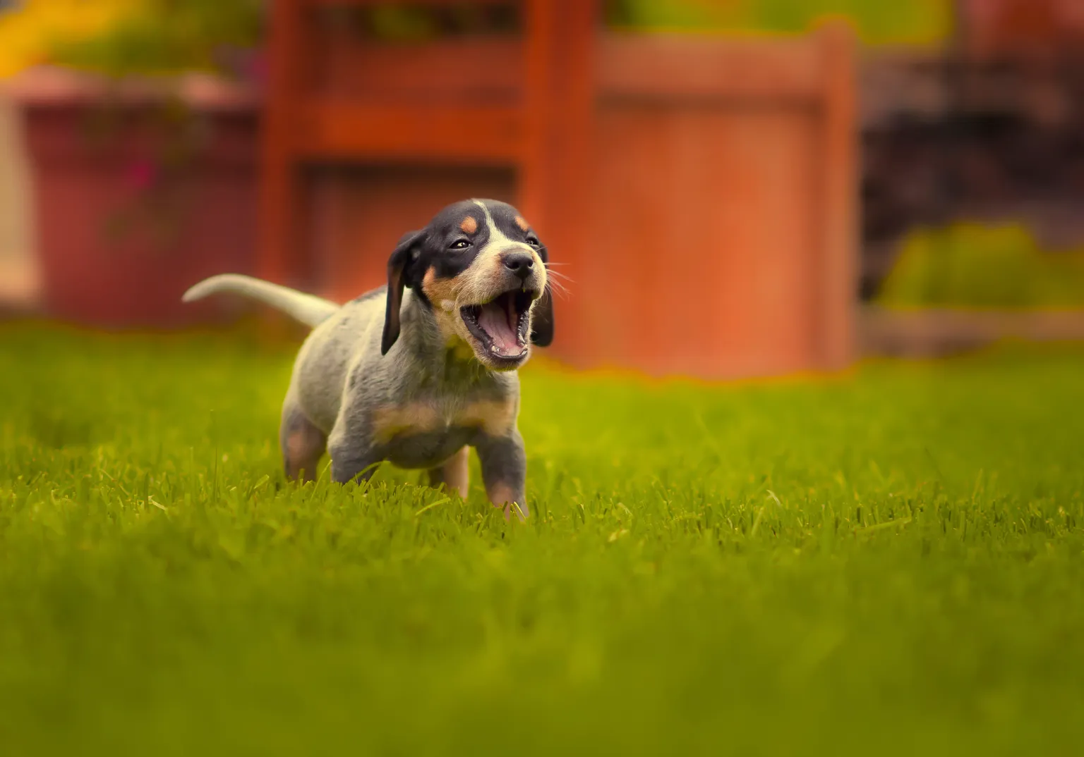 Bluetick Coonhound_1