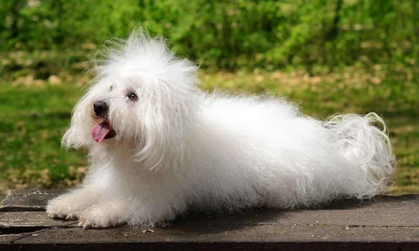 Bolognese Dog Breed 1