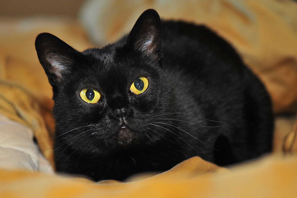 Bombay Cat Breed 1