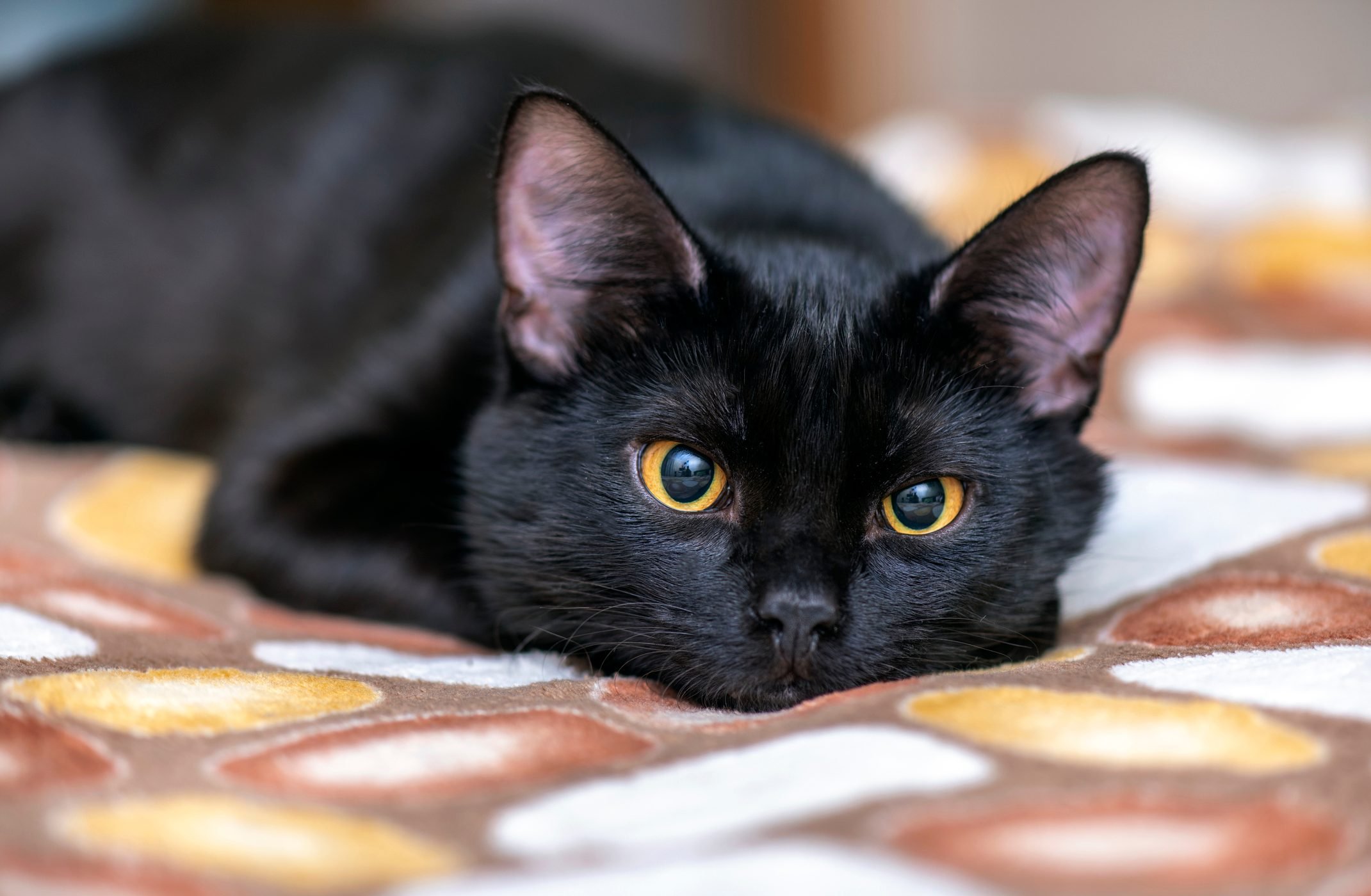 Bombay Cat Breed 2