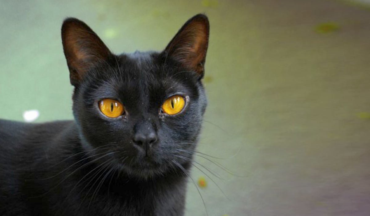 Bombay Cat Breed 3