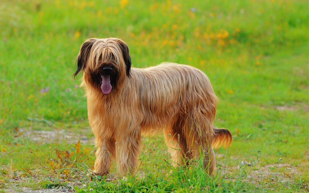 Briard Dog Breed