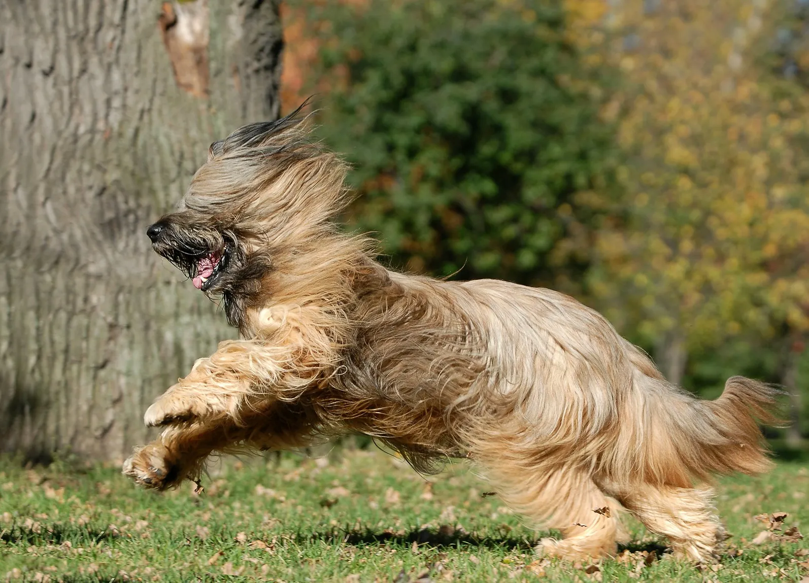 Briard Dog Breed 2