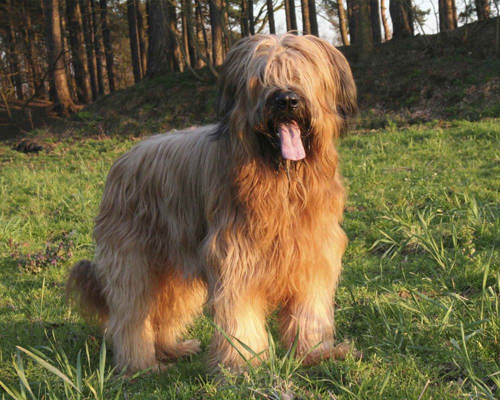 Briard Dog Breed 3