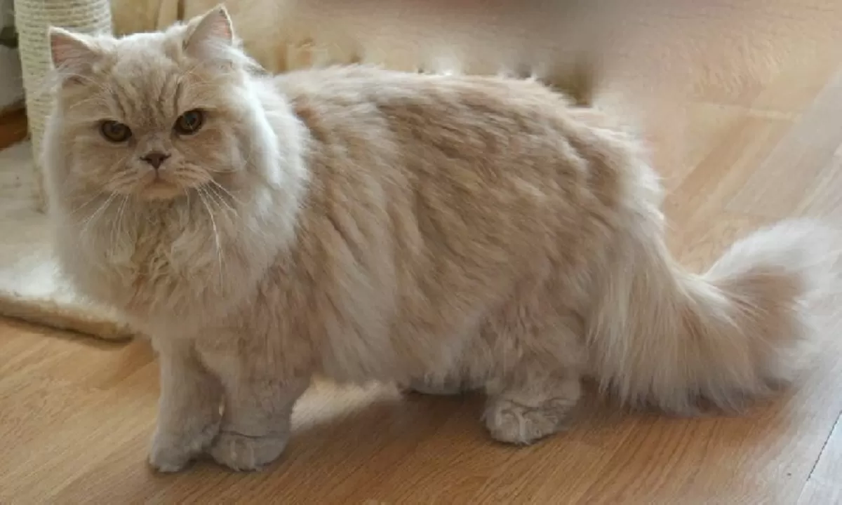 British Longhair Mixed Cat 1