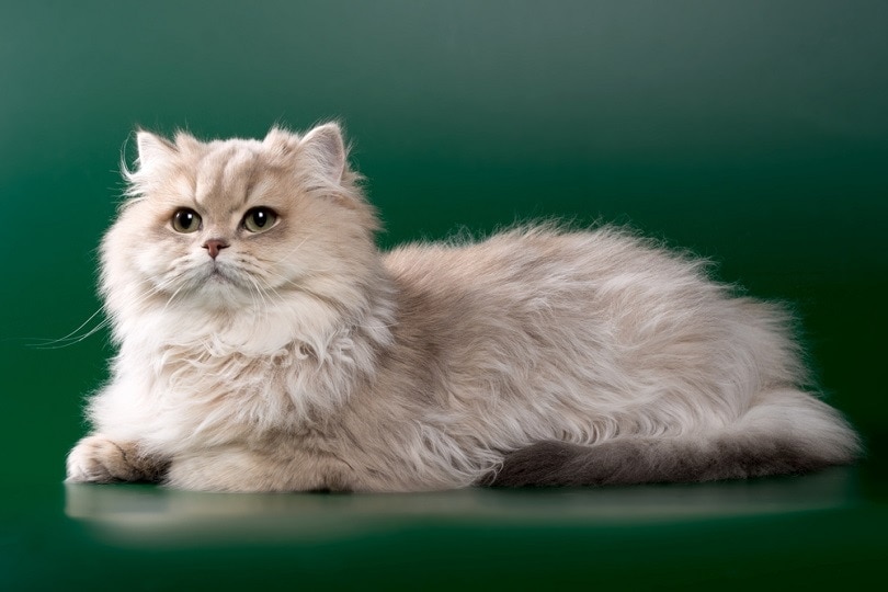 British Longhair Mixed Cat