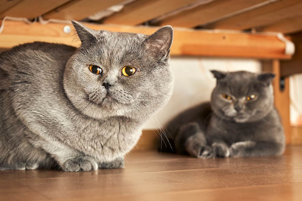 British Shorthair Cat 1