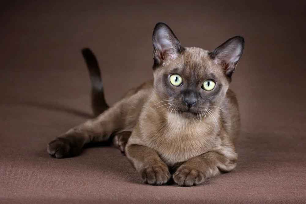 Burmese Cat 1