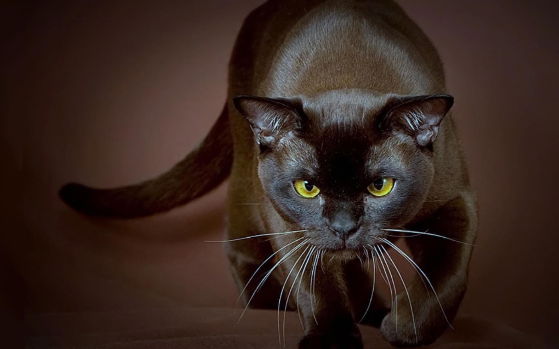 Burmese Cat