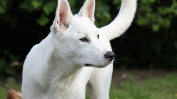 Canaan Dog Breed Information & Characteristics! - petflair.co